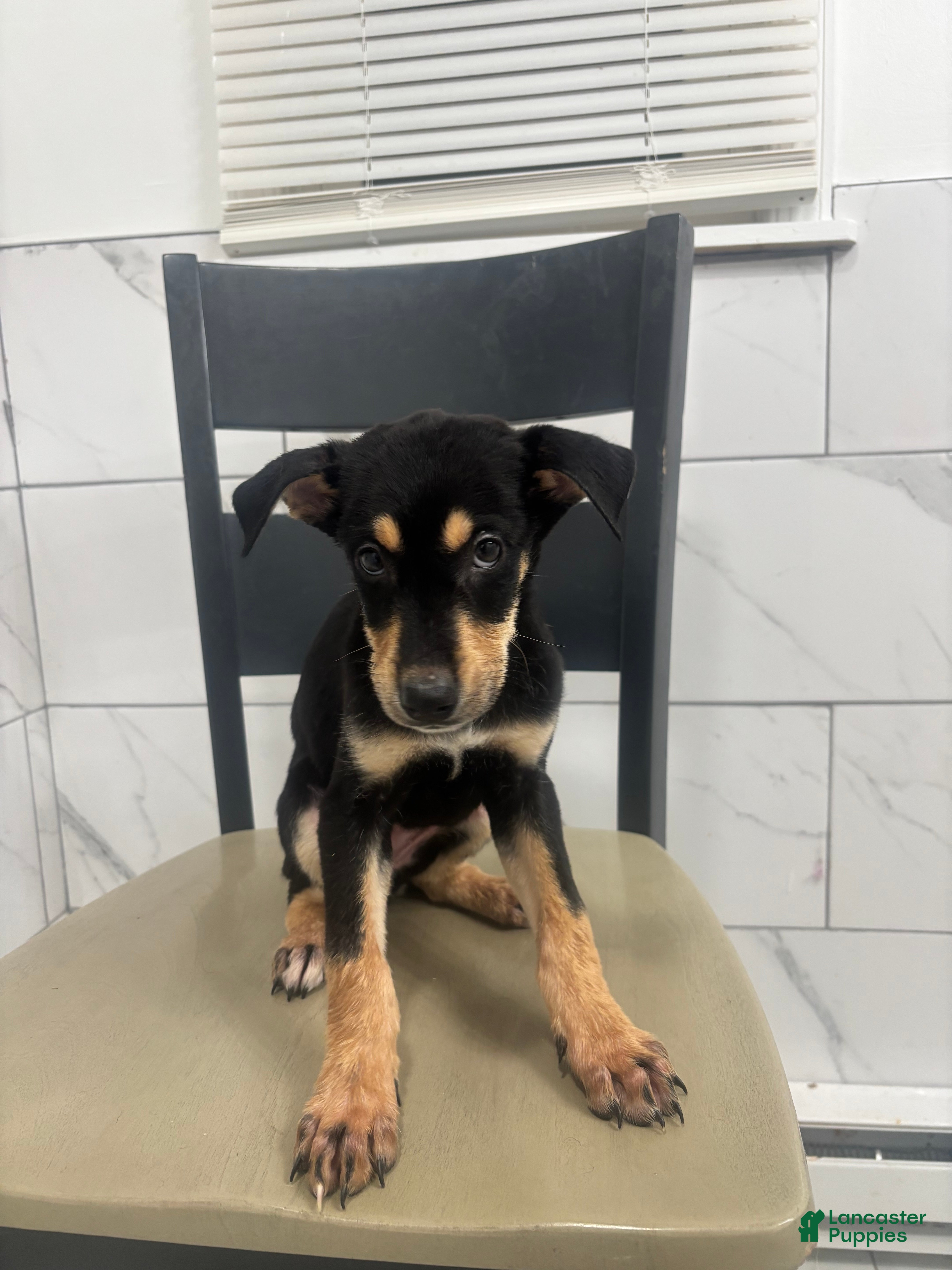 Mixed Breed dogs Mixed Breed Puppy 7 - Ad 2