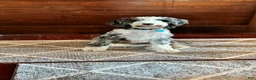 Bernedoodle dogs for sale: Tigger  - Ad 9