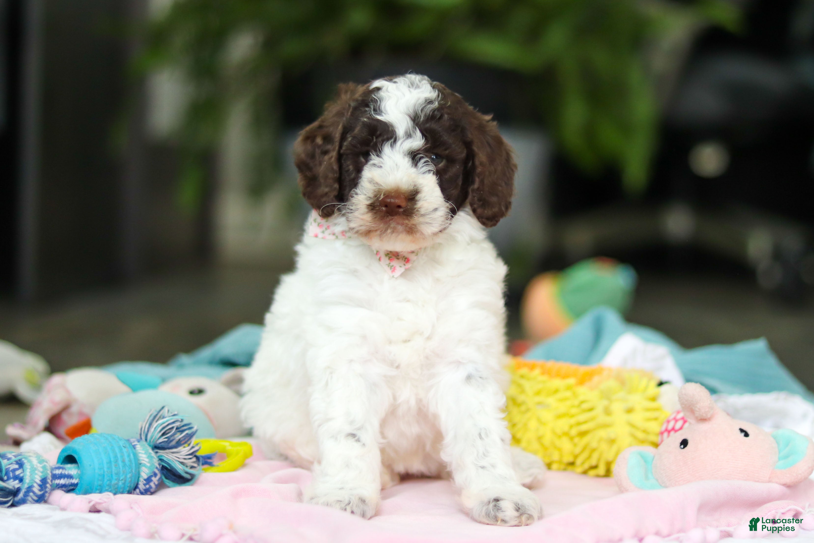 Goldendoodle dogs Bonnie - Ad 1