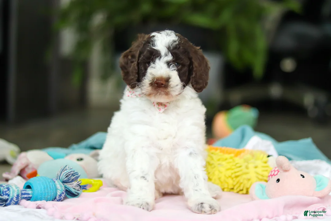 Goldendoodle dogs for sale: Bonnie - Ad 1