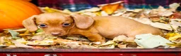 Miniature Dachshund dogs for sale: Ronnie - Ad 19