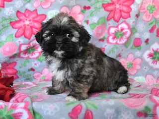 Teddy Bear dogs for sale: Cora - Ad 2