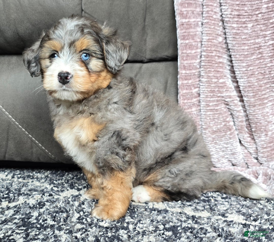 Mini Bernedoodle dogs for sale: Mini Watts - Ad 27