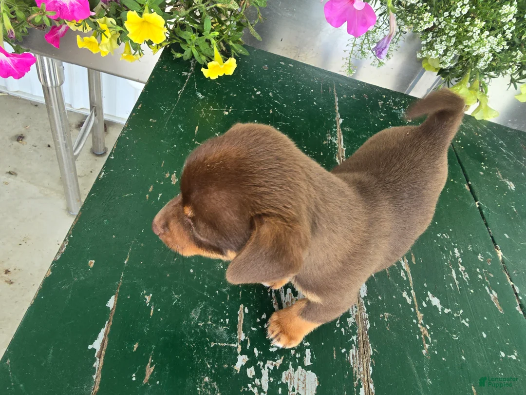 Chihuahua dogs for sale: Tyler - Ad 14