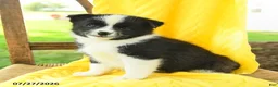Pomsky dogs for sale: Riley - Ad 4