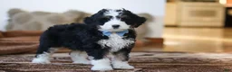 Mini Bernedoodle dogs for sale: Liam - Ad 5