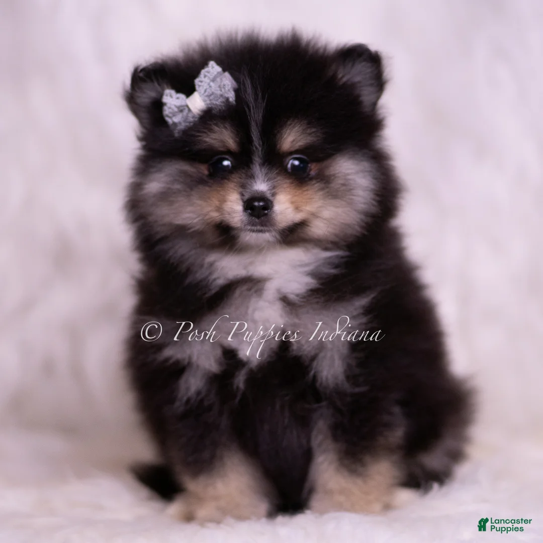Pomeranian dogs for sale: Pear - Ad 2