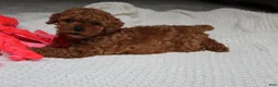 Toy Poodle dogs for sale: Tony - Ad 3
