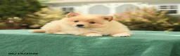 Pomsky dogs for sale: Kara - Ad 3