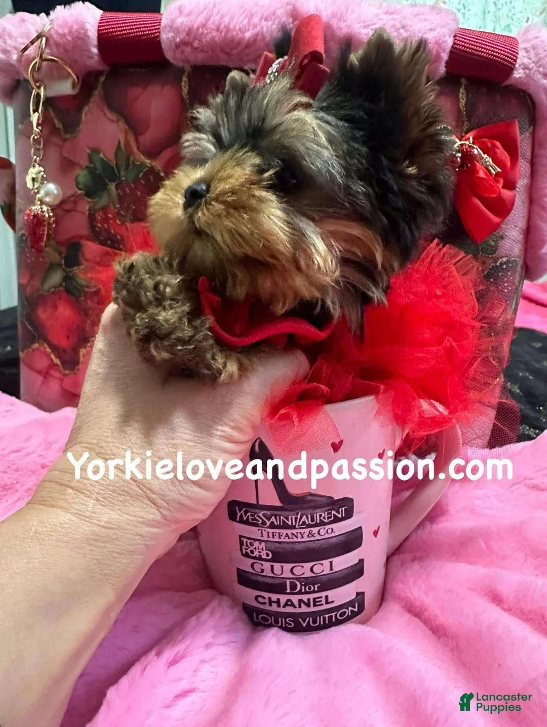 Yorkshire Terrier dogs for sale: Yorkshire Terrier Puppy 3 - Ad 4