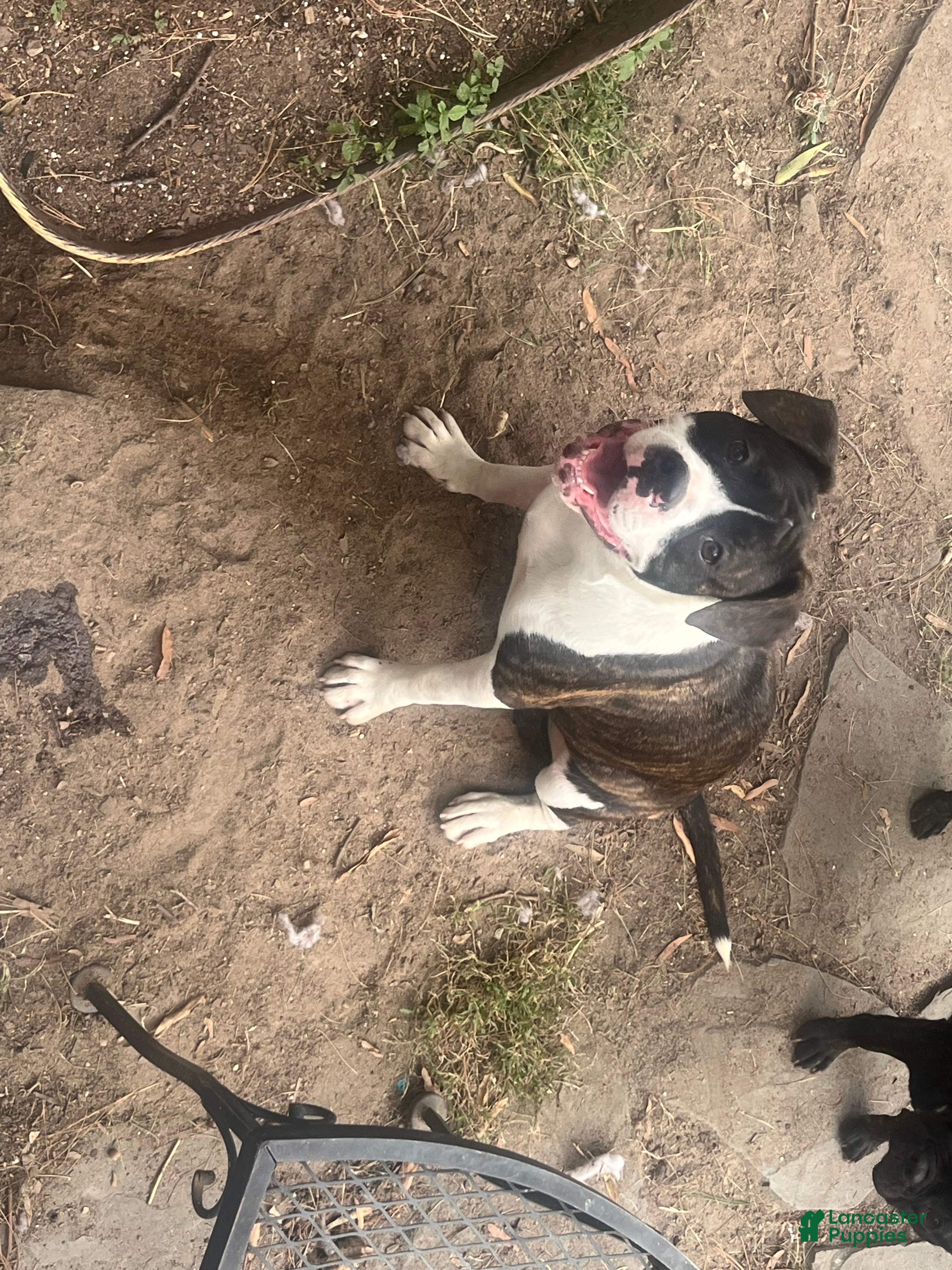 Mixed Breed dogs cindy  - Ad 19