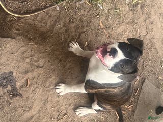 Mixed Breed dogs cindy - Ad 39