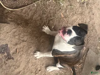 Mixed Breed dogs cindy - Ad 39