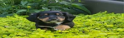 Miniature Dachshund dogs for sale: Venture  - Ad 12