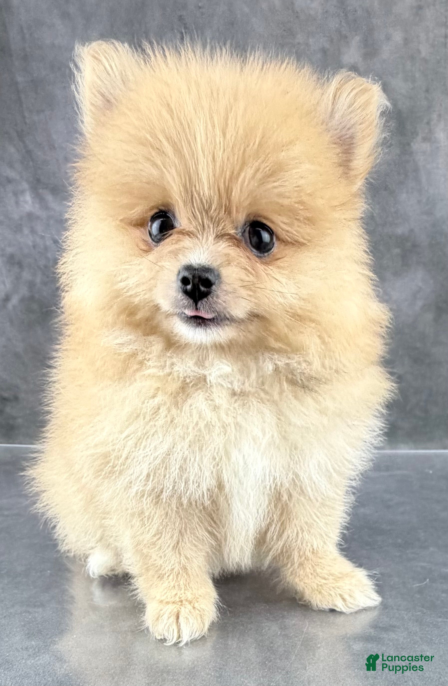 Pomeranian dogs Roo - Ad 2