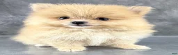 Pomeranian dogs for sale: Roo - Ad 2