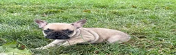 French Bulldog dogs for sale: Bruce - Ad 5
