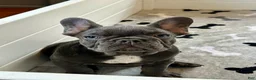 French Bulldog dogs for sale: Rex - Ad 3