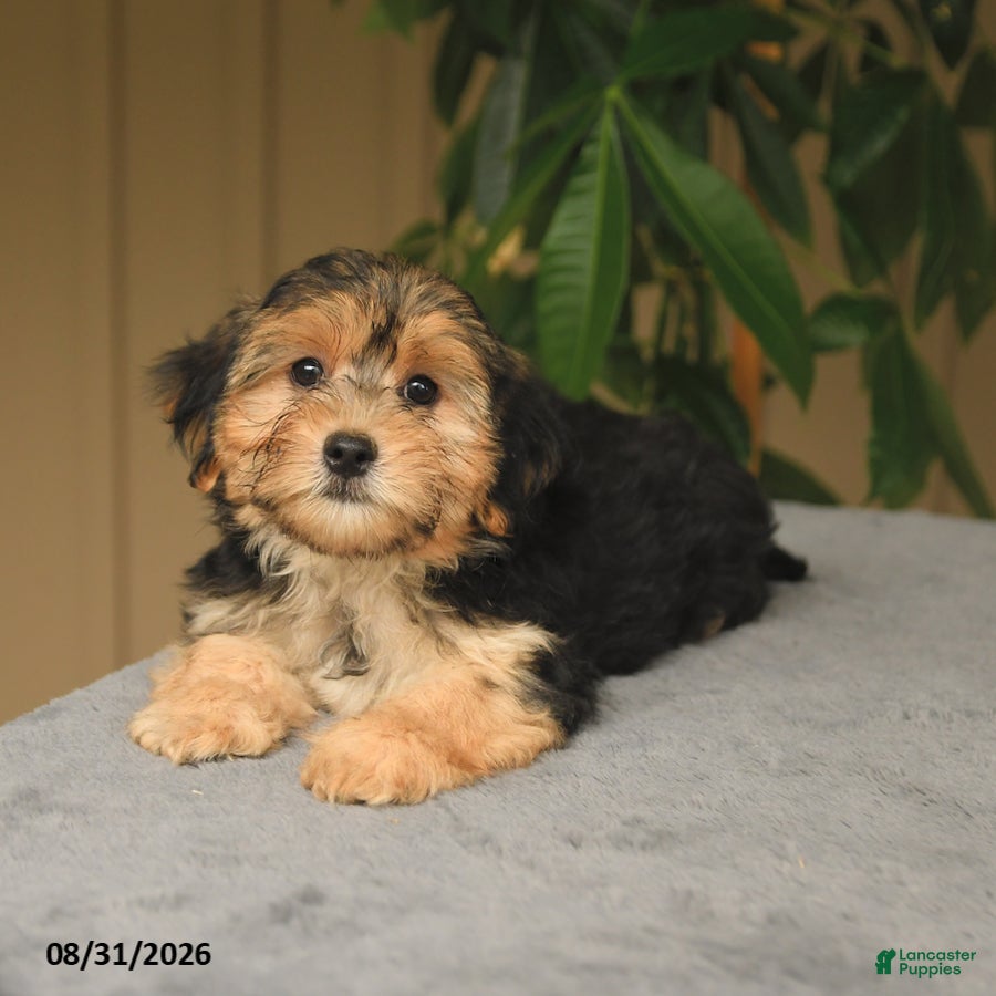 Mixed Breed dogs Gage - Ad 2