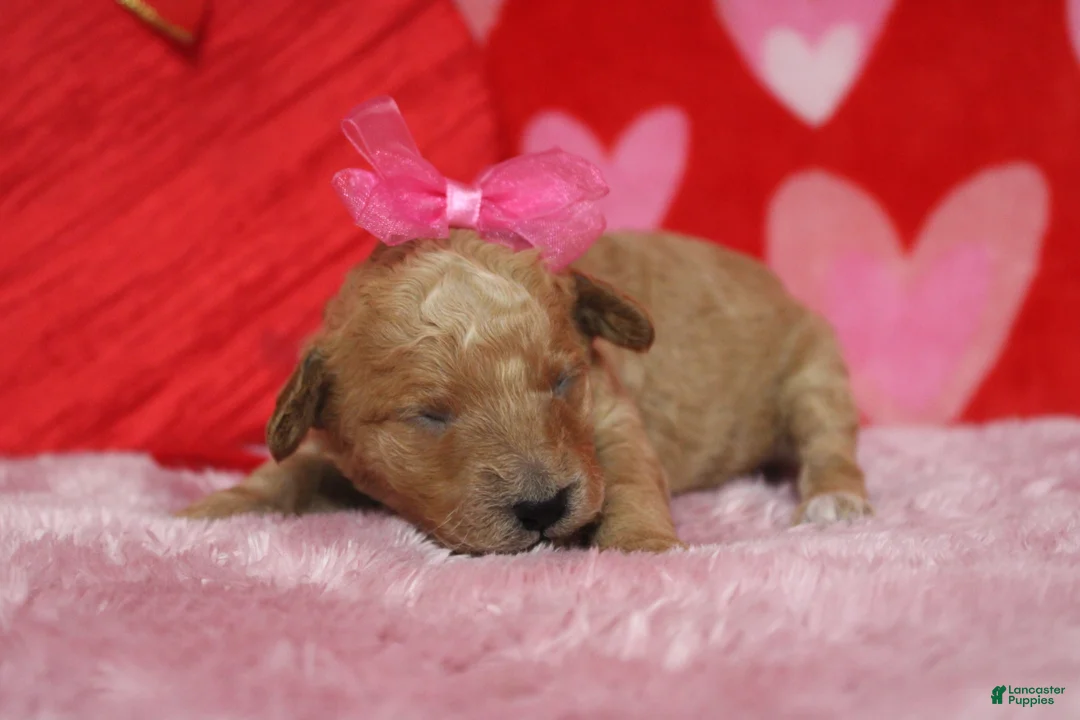 Goldendoodle dogs for sale: Shasta  - Ad 6