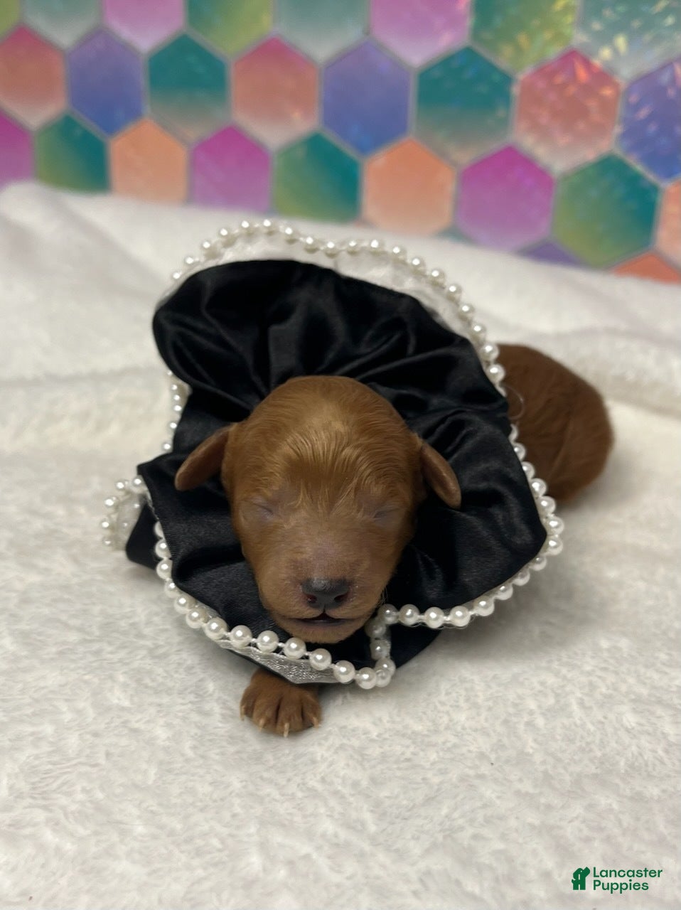 Toy Poodle dogs Stitch - Ad 17
