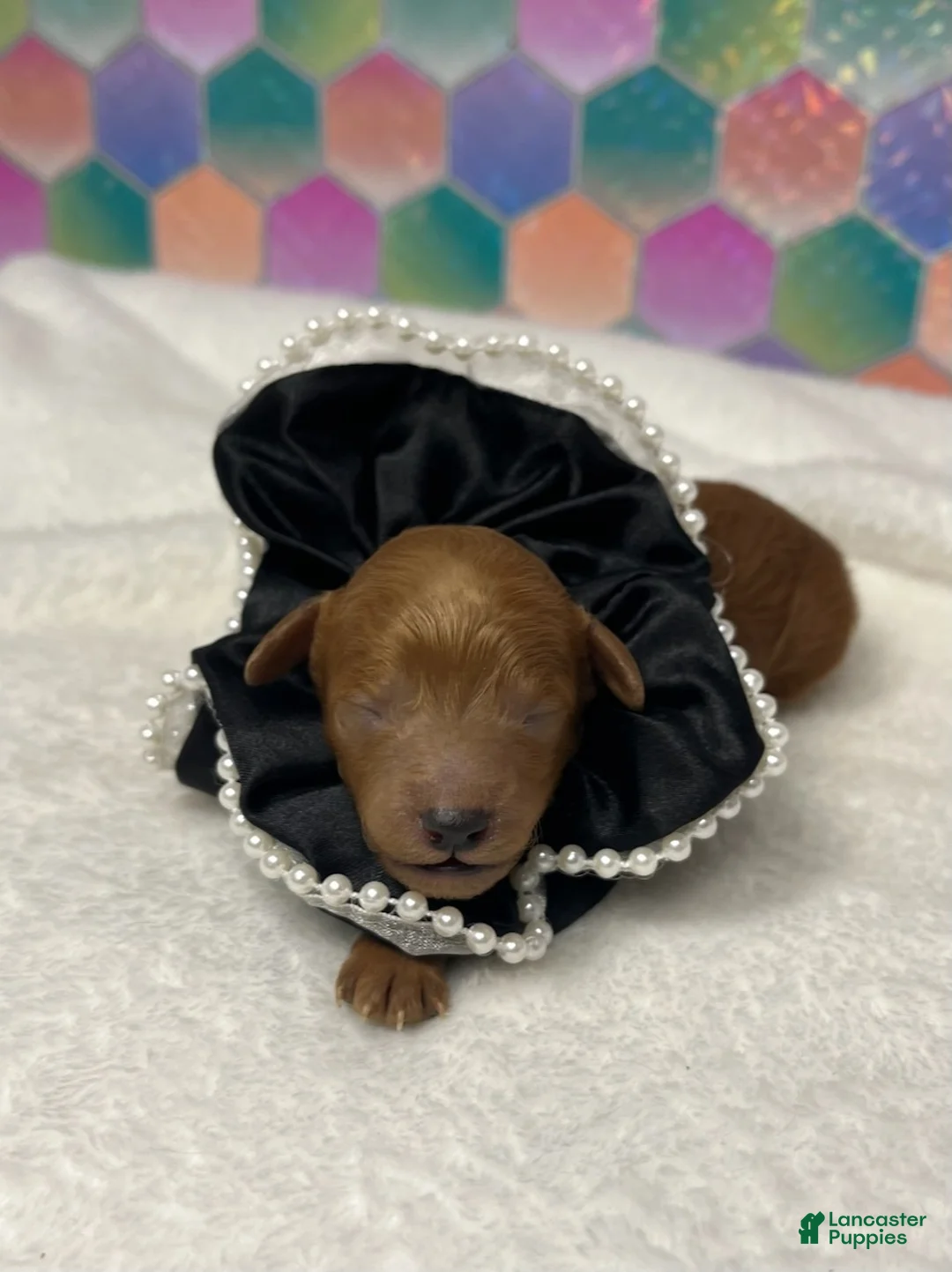 Toy Poodle dogs for sale: Stitch - Ad 1