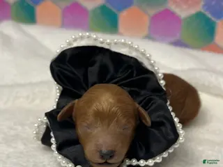 Toy Poodle dogs Stitch - Ad 17