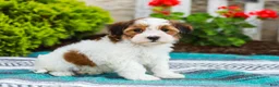 Havapoo dogs for sale: Wanda (Raised in Home, Crate Trained, & Potty Training!) - Ad 1