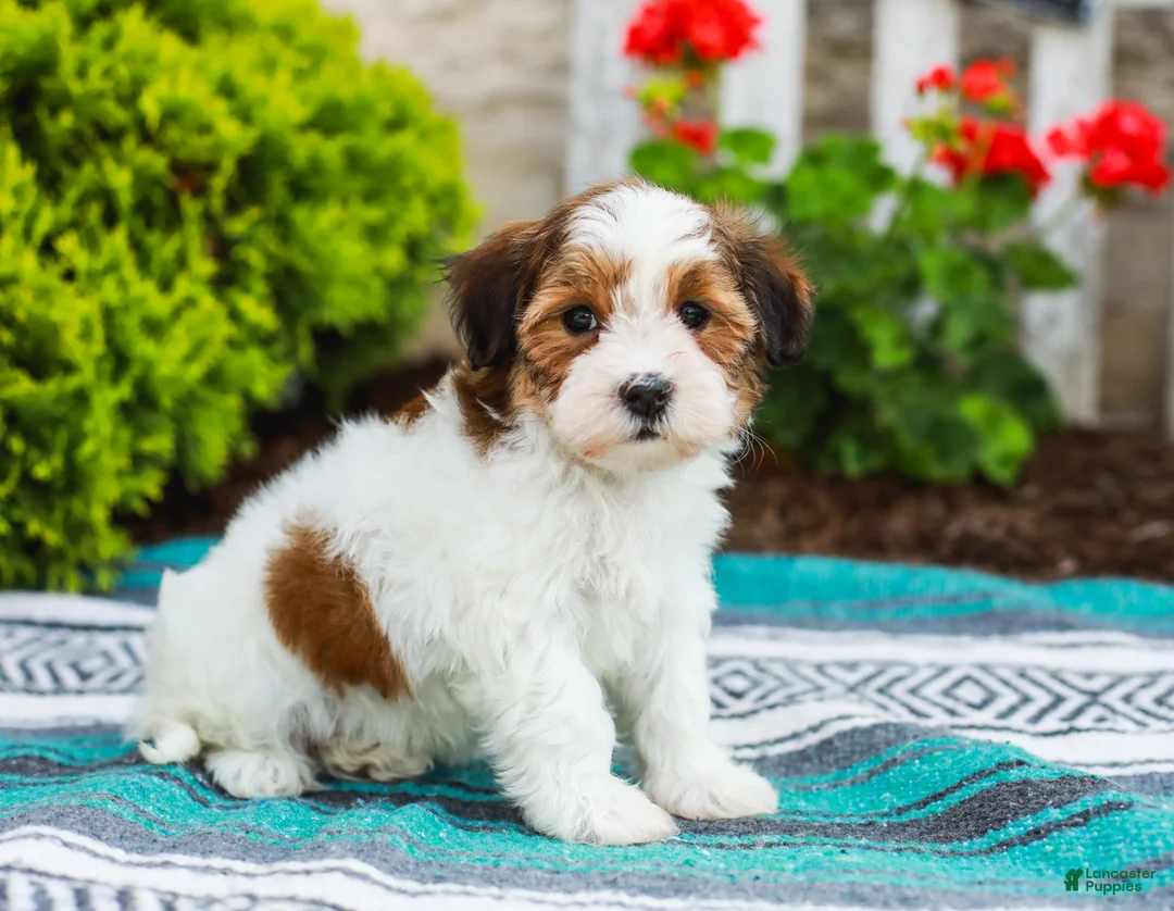 Havapoo dogs for sale: Wanda (Raised in Home, Crate Trained, & Potty Training!) - Ad 1