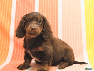 Dachshund dogs - Ad 11