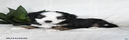 Bernedoodle dogs for sale: Astro - Ad 3