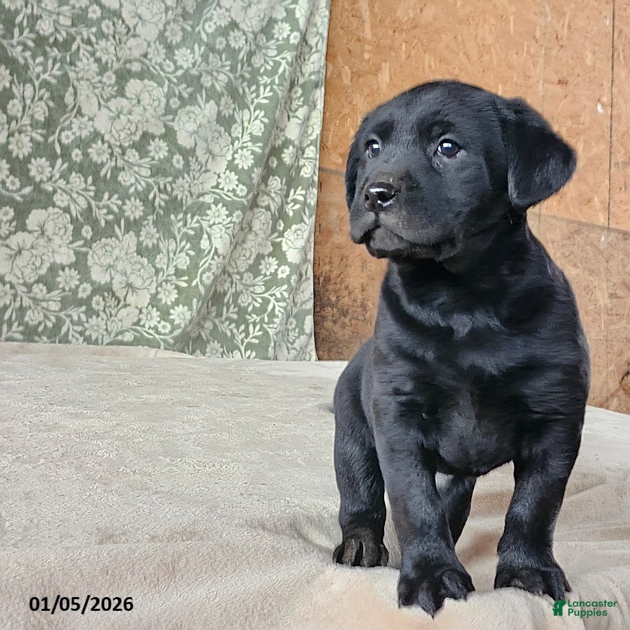 Labrador Retriever dogs Sherry - Ad 28