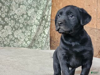 Labrador Retriever dogs Sherry - Ad 28