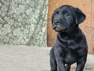 Labrador Retriever dogs Sherry - Ad 34