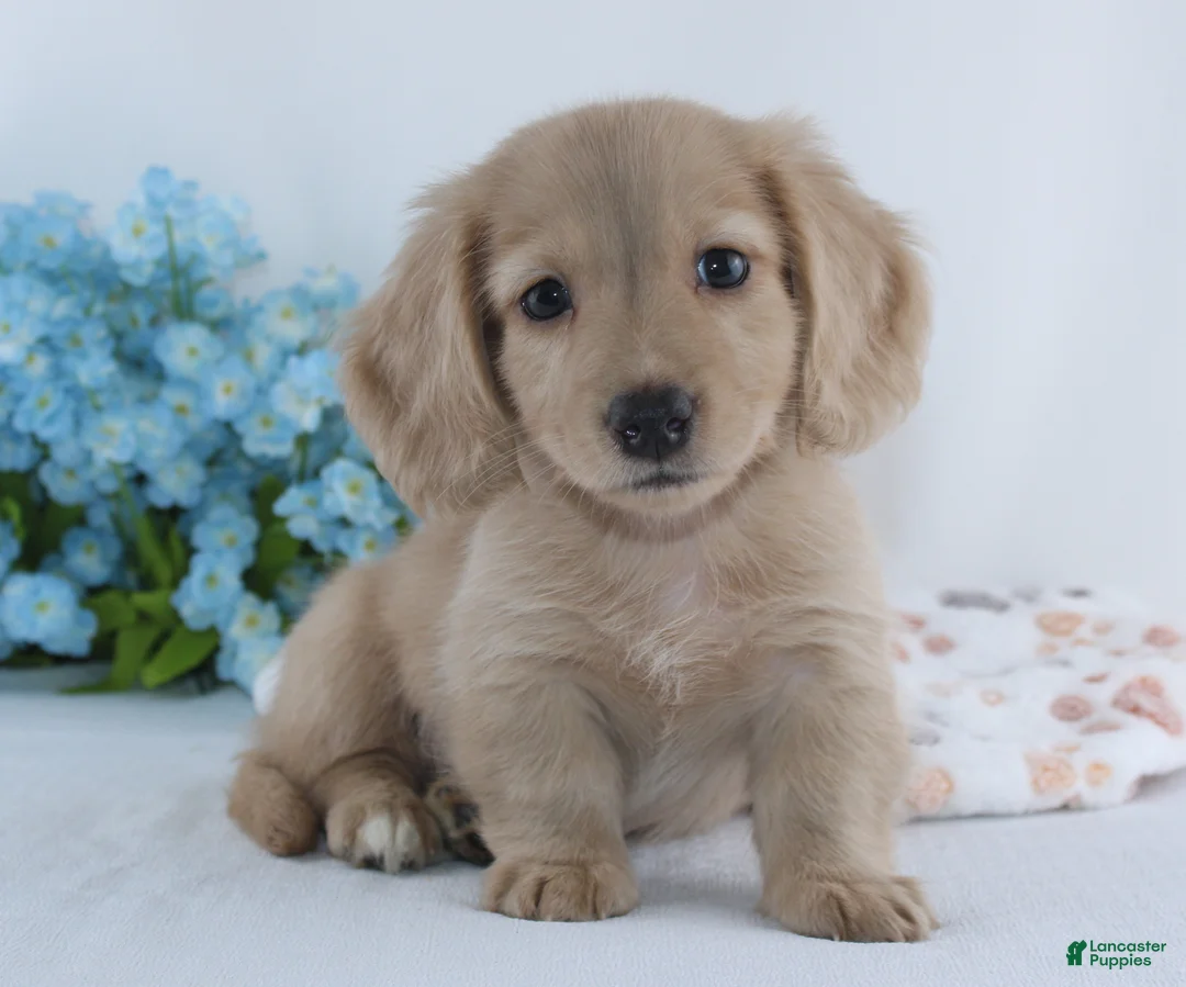 Miniature Dachshund dogs for sale: Gilbert - Ad 2