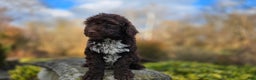 Portuguese Water Dog dogs for sale: Tori - Ad 5
