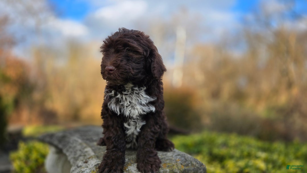 Portuguese Water Dog dogs for sale: Tori - Ad 5