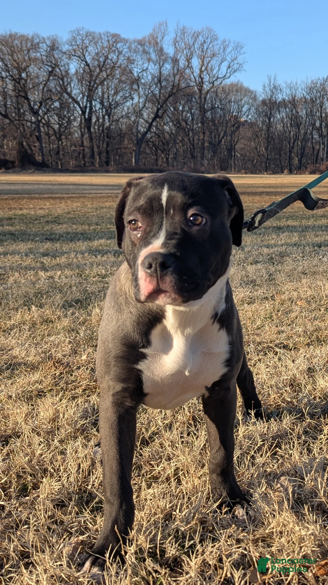 American Bully dogs for sale: Rage - Ad 5