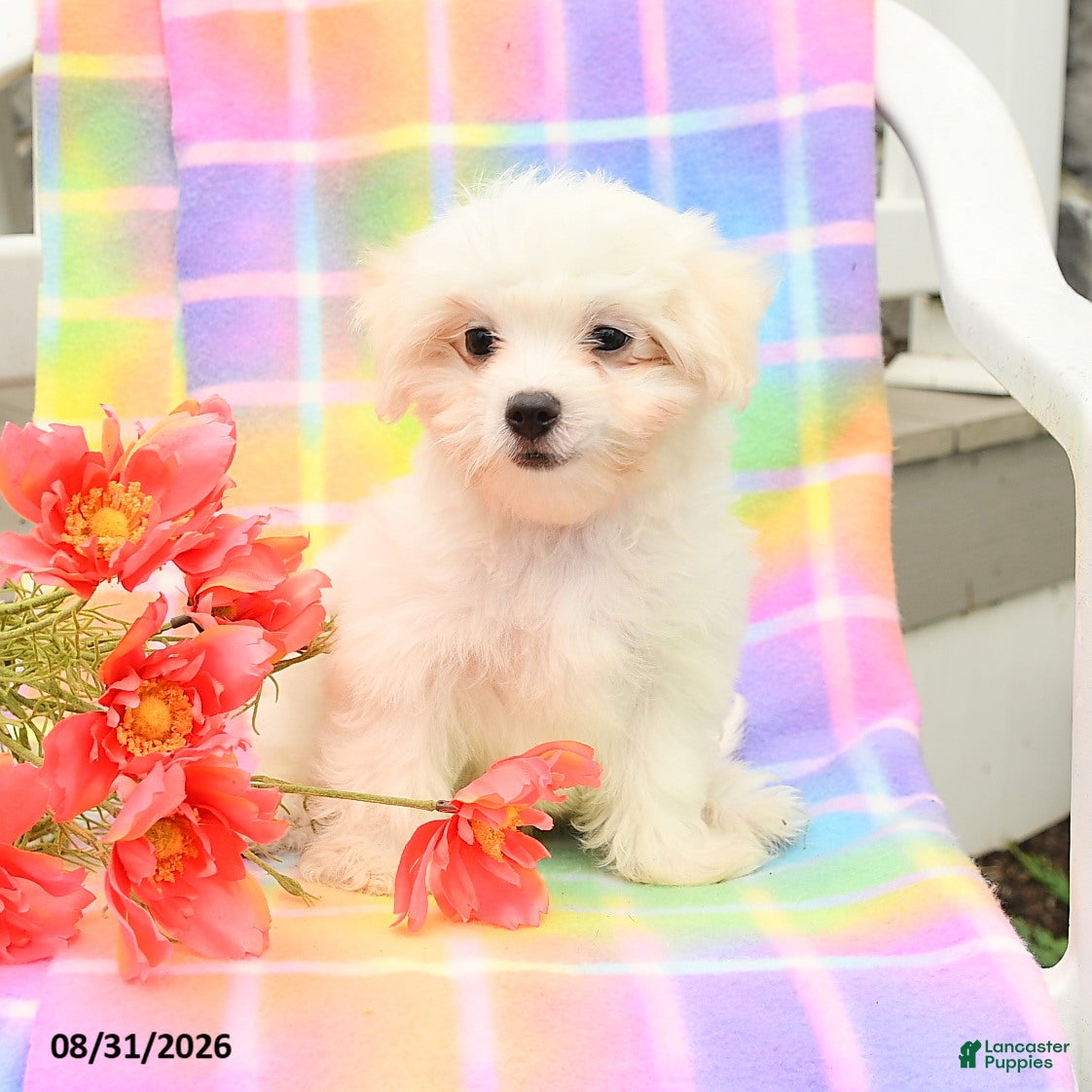Maltese dogs Sam - Ad 1