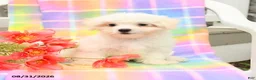 Maltese dogs for sale: Sam - Ad 1