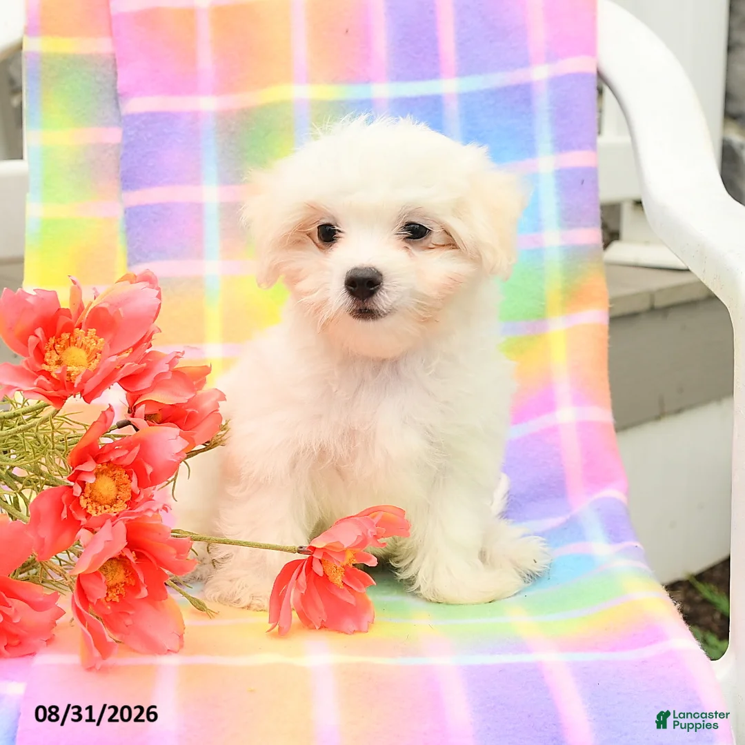 Maltese dogs for sale: Sam - Ad 1