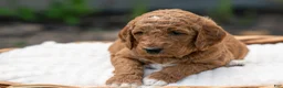 Irish Doodle dogs for sale: Red Collar - “Holly” - Ad 3