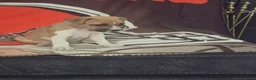 American Pit Bull Terrier dogs for sale: American Pit Bull Terrier 2 - Ad 7