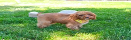Cavapoo dogs for sale: Valentino  - Ad 5