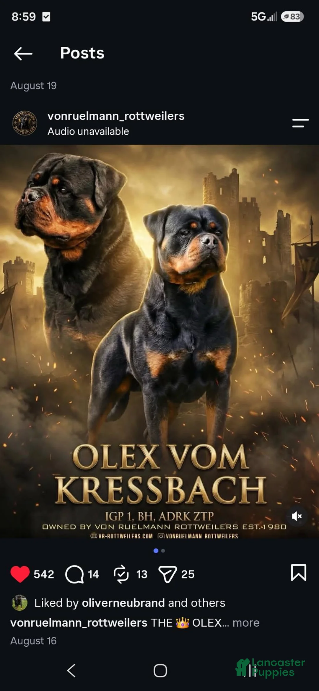Rottweiler dogs for sale: Rottweiler 2 female - Ad 4