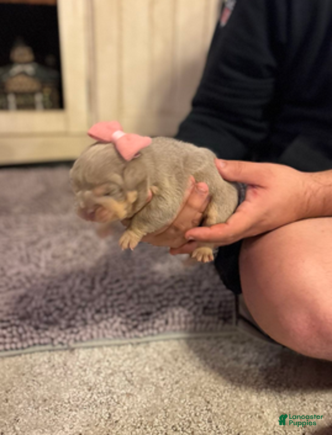 English Bulldog dogs for sale: Lola - Ad 2