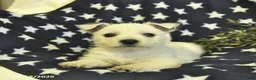 West Highland Terrier dogs for sale: Lily  - Ad 4