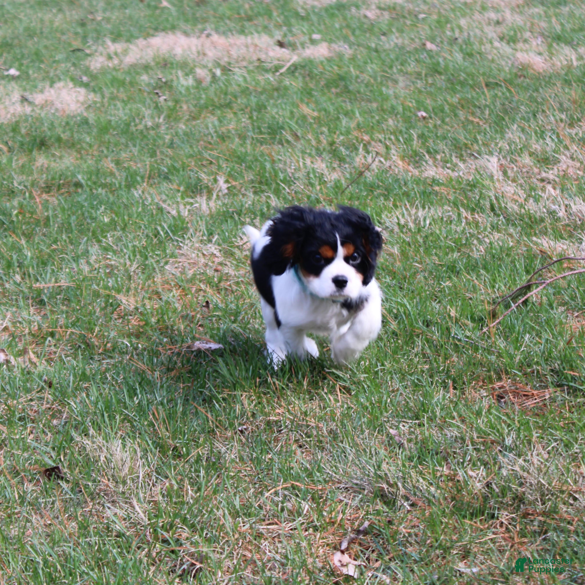 Cavalier King Charles Spaniel dogs Joey - House and Crate Trained - Ad 1