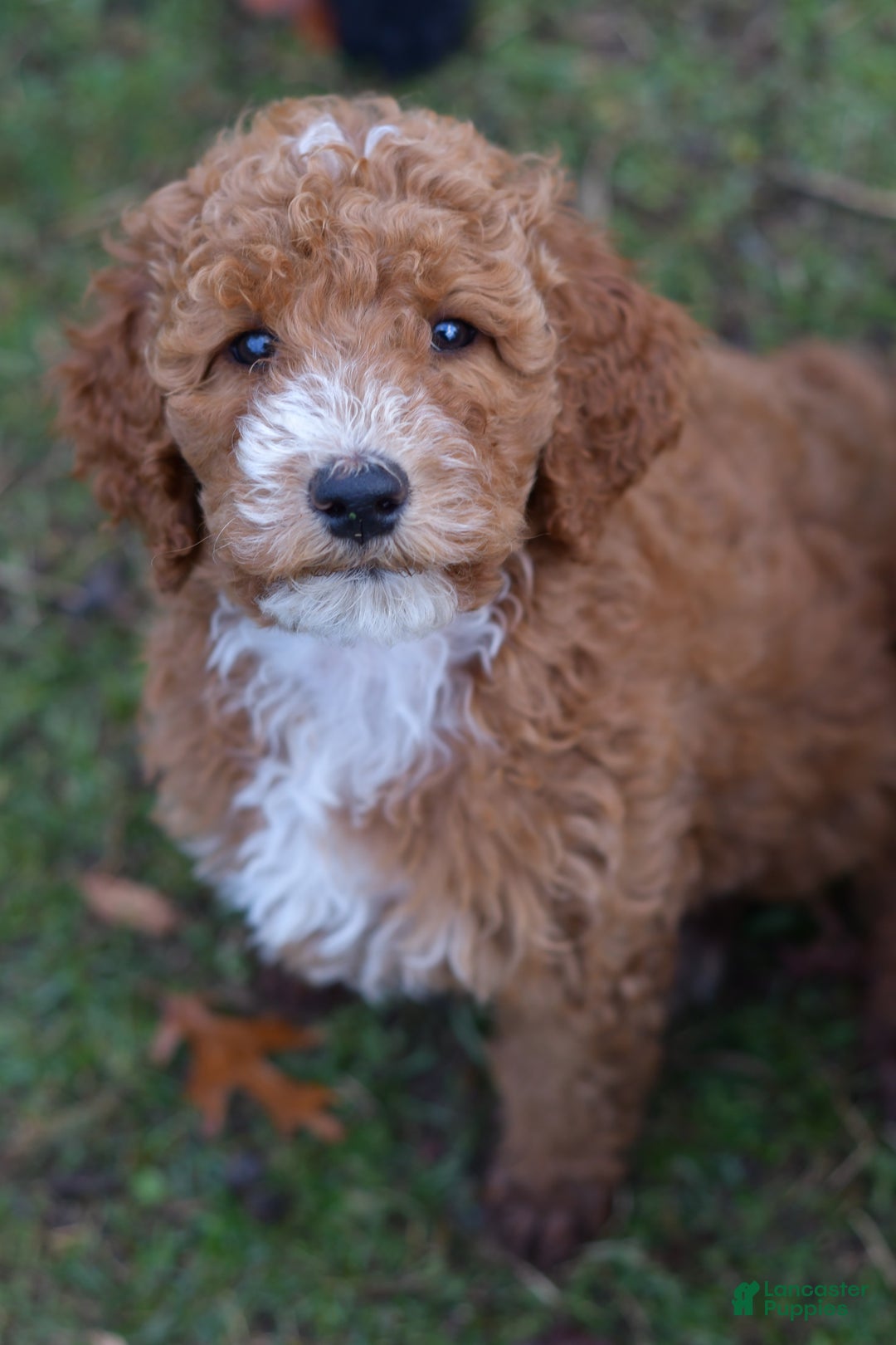 Standard Poodle dogs for sale: Candy - Ad 5