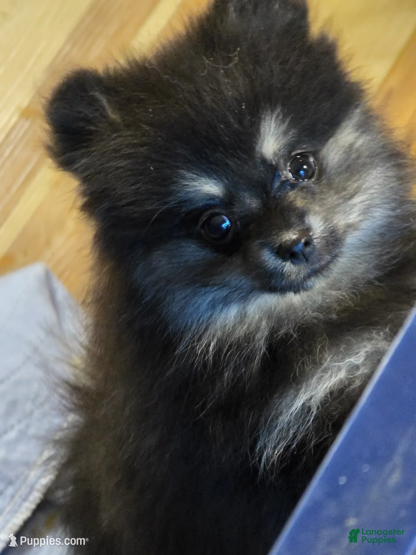 Pomeranian dogs Akc Macy  - Ad 14
